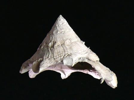 Stellaria testigera (Bronn, 1831) Pliocene Rio Torsero
